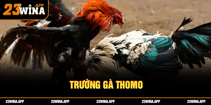 Trường gà thomo: địa điểm bí ẩn của những trận đấu nghẹt thở